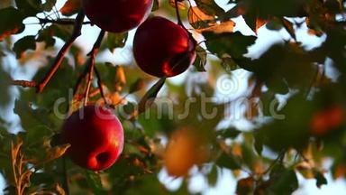 日落时<strong>苹果</strong>树上挂满了<strong>红<strong>苹果</strong>。 <strong>红<strong>苹果</strong>长在树枝上。